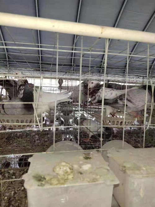 入圍50家河南農(nóng)業(yè)養(yǎng)殖行業(yè)名單公示